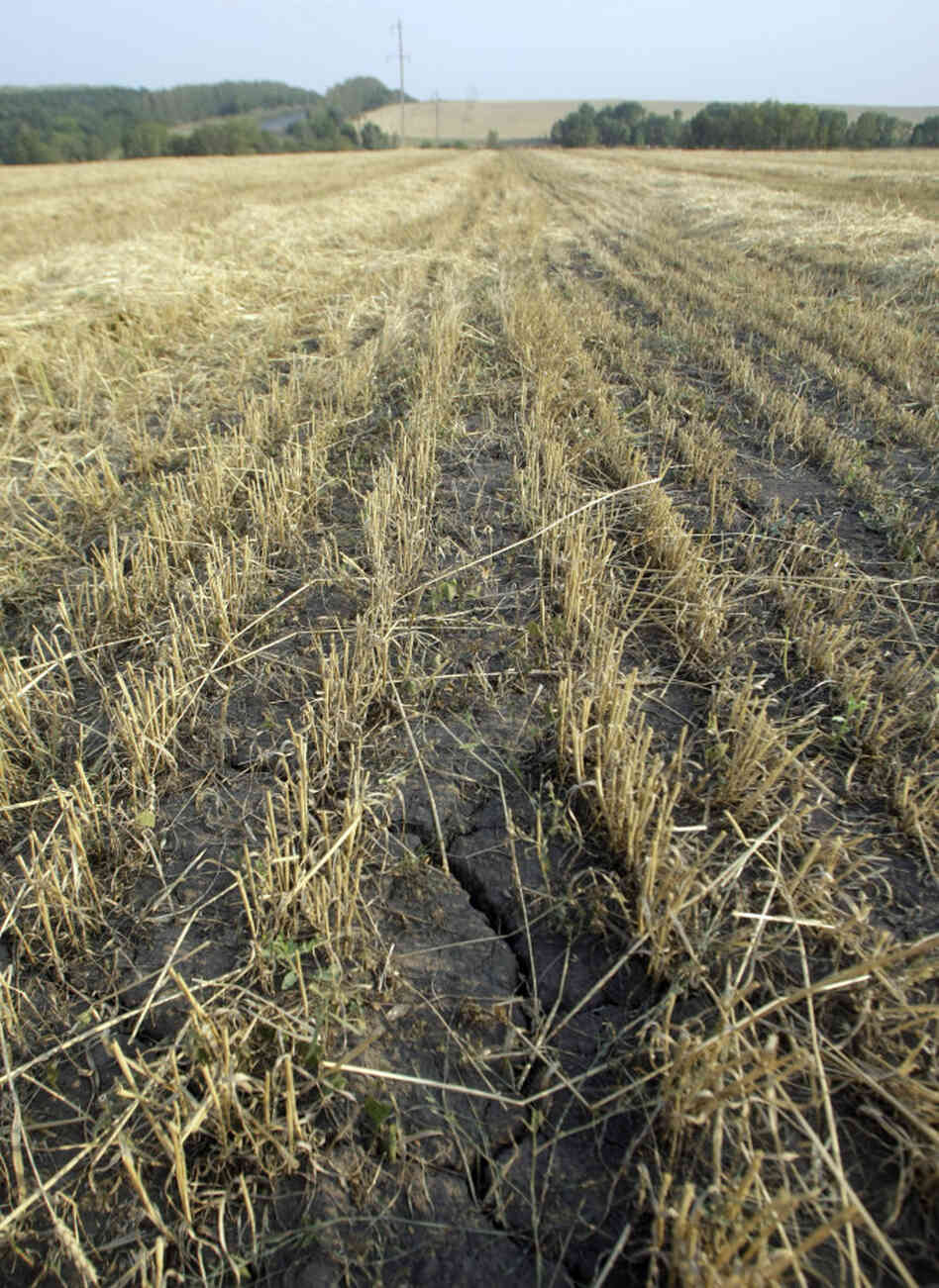 Russian wheat Russian wheat